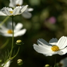 useing@