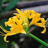 曼珠沙華