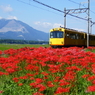 かわいい電車