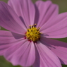 useing@