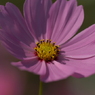 useing@