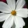 useing@