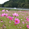秋桜畑で