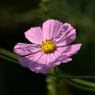 useing@