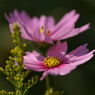useing@
