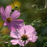 useing@
