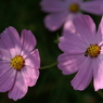 useing@