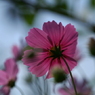 useing@
