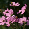 useing@