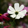 useing@
