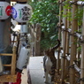 神社猫23
