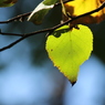 autumn color****