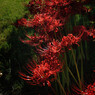 spider lily.4