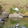 清澄庭園の白鷺と亀