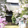 正福寺のさくら（２）