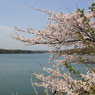 多摩湖のさくら（１）