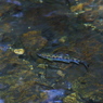 分水嶺の川魚②