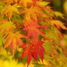 紅葉もみじ②