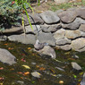 水辺の鳩