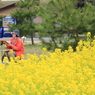 菜の花を写生