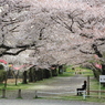 廻田緑道のさくら