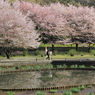 北山公園のさくら（２）