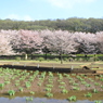 北山公園のさくら（３）