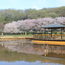 池に映えるさくら