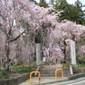 真福寺のしだれ桜