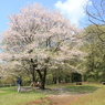 八国山のさくら