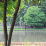 公園の中の池（３）