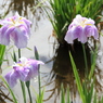 菖蒲まつり（２）
