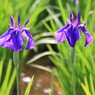 菖蒲まつり（３）