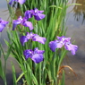 菖蒲まつり（５）
