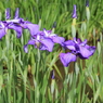 菖蒲まつり（６）