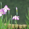 菖蒲まつり（７）