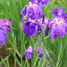 菖蒲まつり（９）