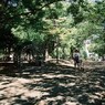 散歩～いつもの公園で～