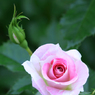 lovefavorite_456