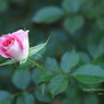 lovefavorite_459