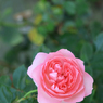 lovefavorite_460