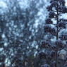 霜の花２
