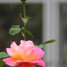 秋に咲く薔薇