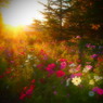 夕照
