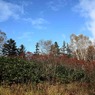 北海道・富良野・層雲峡・紅葉