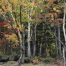 北海道・富良野・層雲峡・紅葉