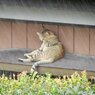 雨宿り