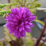 ベランダの花