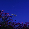 秋桜の夜