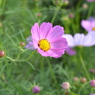 COSMOS 2012-1